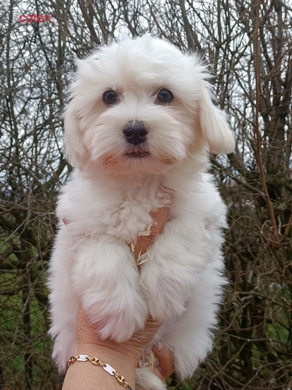 Petite femelle Coton de Tulear née le 11/01/2025 est proposée – vendue 1100 €.