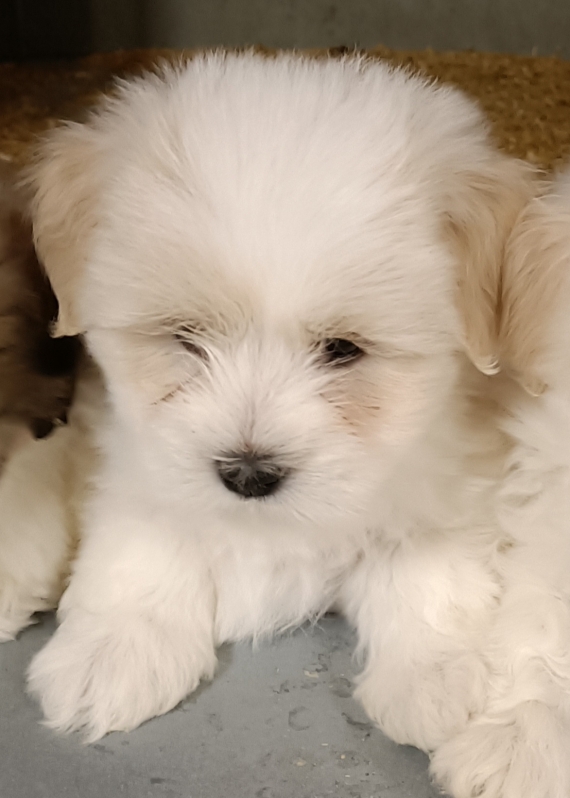 Petit mâle Coton de Tulear né le 27/03/2025 est proposé – vendu 1260 €.