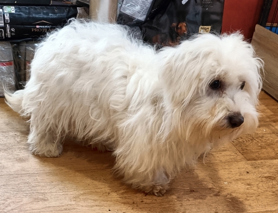 Petit mâle Coton de Tulear né le 07/01/2025 est proposé – vendu 1000 €.