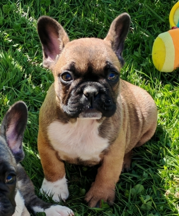Petit mâle Bouledogue Français né le 12/03/2025 est proposé – vendu 960 €.