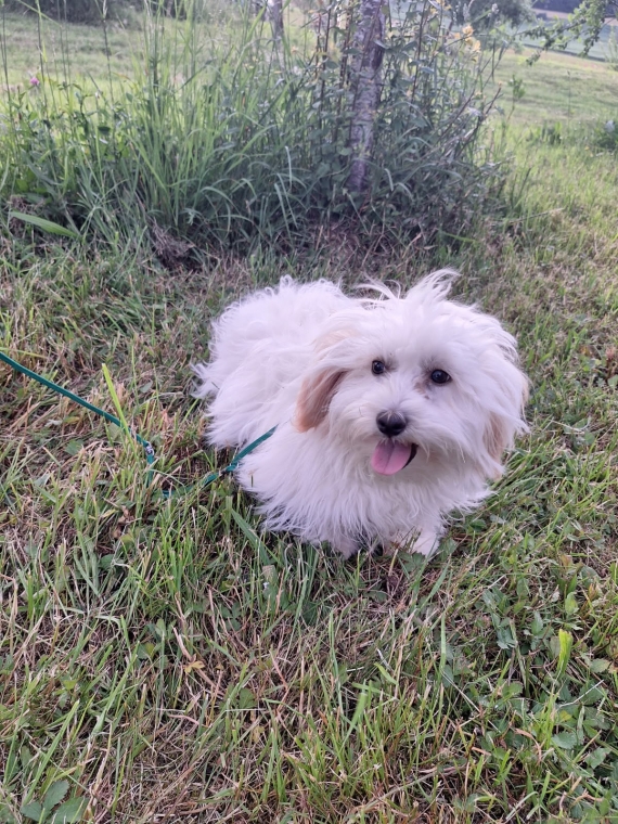 Petite femelle Coton de Tulear née le 19/10/2024 est proposée – vendue 890 €.