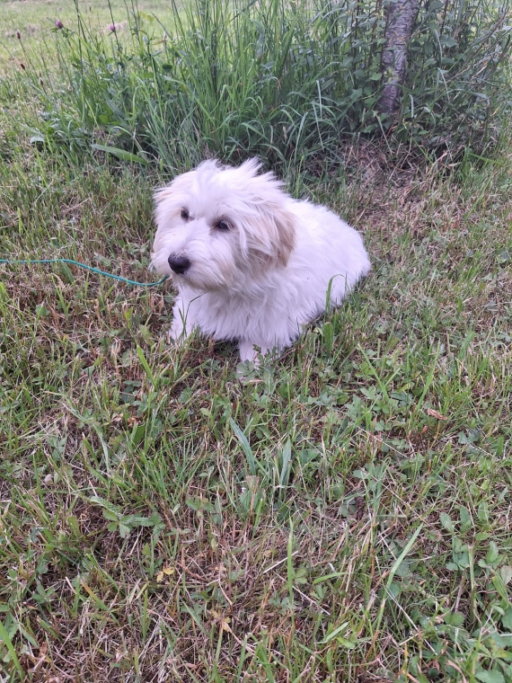 Petite femelle Coton de Tulear née le 07/01/2025 est proposée – vendue 1100 €.