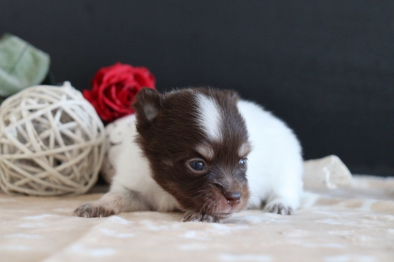 Petit mâle Chihuahua né le 03/05/2025 est proposé – vendu 850 €.