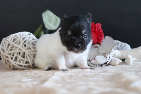 Petite femelle Chihuahua née le 03/05/2025 est proposée – vendue 1000 €.