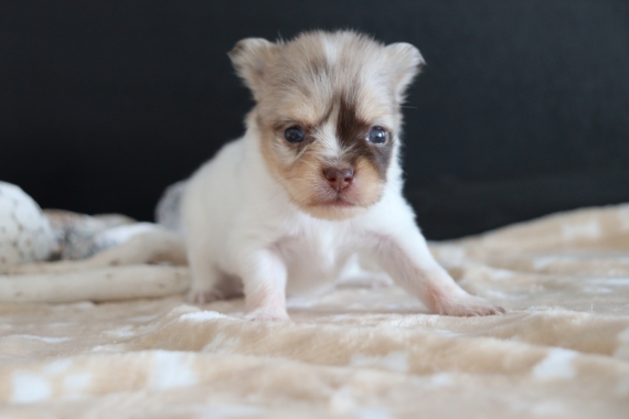 Petit mâle Chihuahua né le 03/05/2025 est proposé – vendu 1000 €.