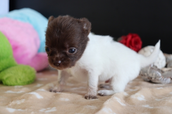 Petit mâle Chihuahua né le 03/05/2025 est proposé – vendu 850 €.