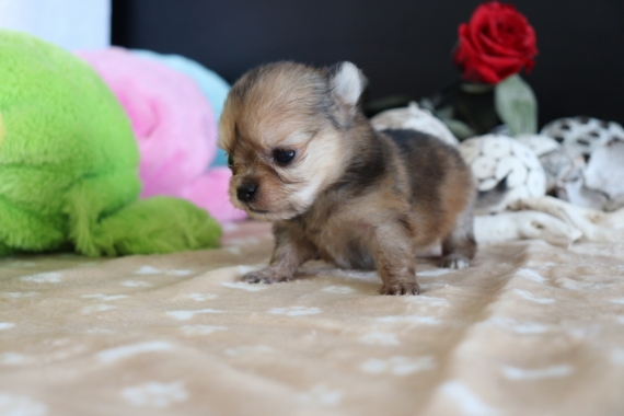 Petite femelle Chihuahua née le 03/05/2025 est proposée – vendue 1200 €.