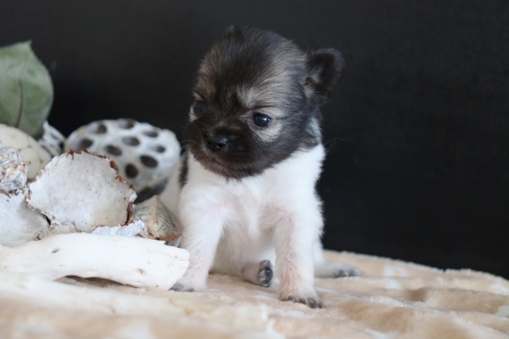 Petite femelle Chihuahua née le 03/05/2025 est proposée – vendue 1000 €.