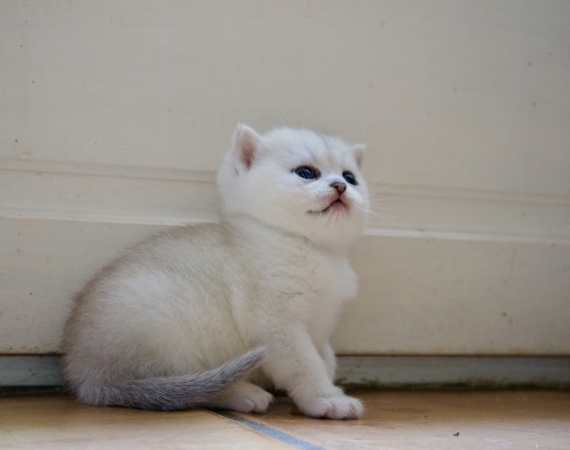 Petit mâle British Shorthair né le 30/04/2025 est proposé – vendu 1400 €.