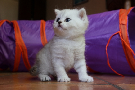 Petit mâle British Shorthair né le 30/04/2025 est proposé – vendu 1400 €.