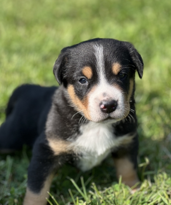 Petit mâle Grand Bouvier Suisse né le 11/04/2025 est proposé – vendu 1800 €.