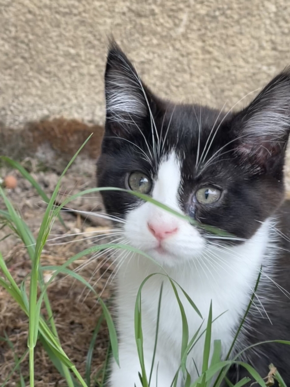 Petite femelle Maine Coon née le 23/02/2025 est proposée – vendue 1000 €.
