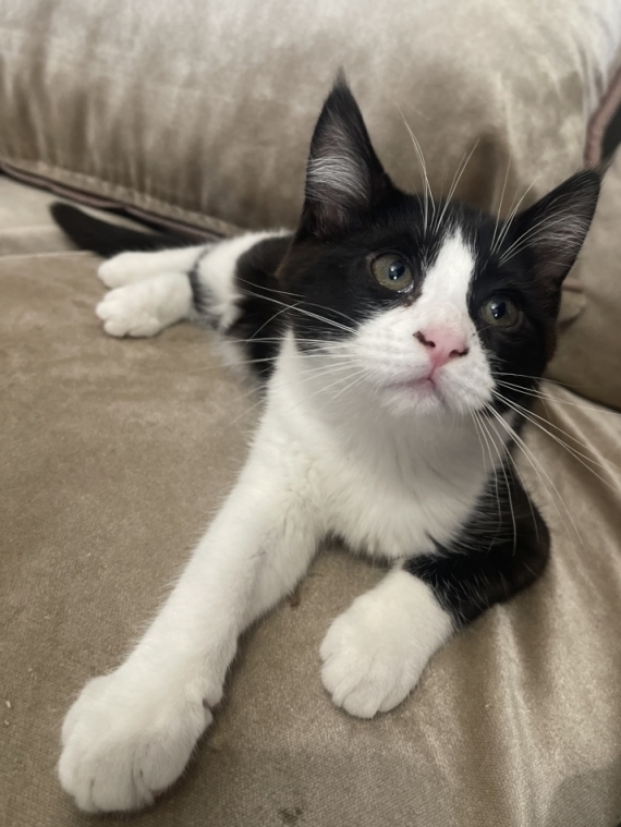Petite femelle Maine Coon née le 23/02/2025 est proposée – vendue 700 €.