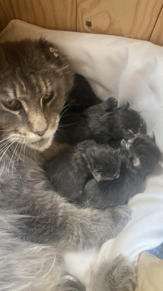 Petit mâle Maine Coon né le 24/05/2025 est proposé – vendu 1350 €.