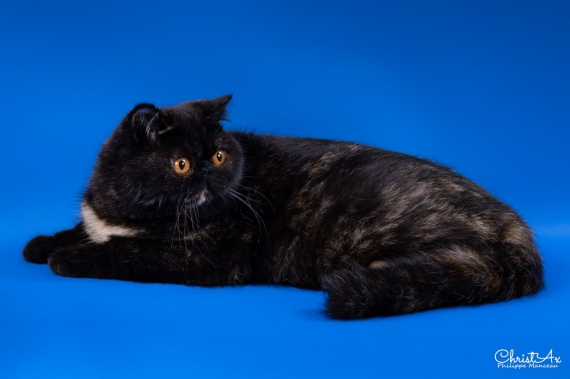 Petite femelle Exotic Shorthair née le 06/10/2024 est proposée – vendue 1060 €.