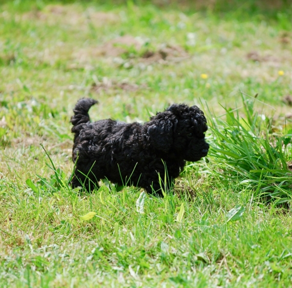Petit mâle Caniche né le 13/04/2025 est proposé – vendu 1300 €.