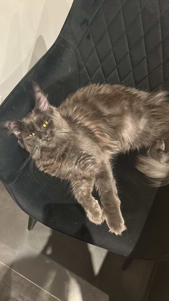 Petit mâle  né le 19/02/2026 est proposé – vendu 1400 €.