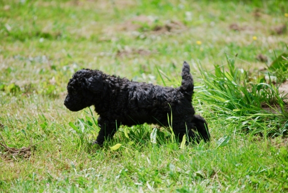 Petit mâle Caniche né le 11/04/2025 est proposé – vendu 1250 €.
