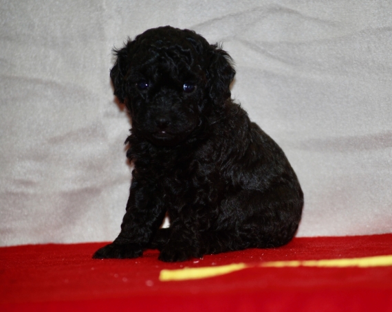 Petit mâle Caniche né le 13/04/2025 est proposé – vendu 1150 €.