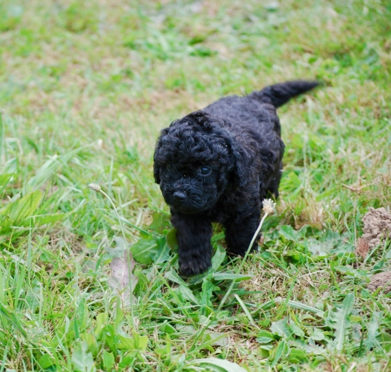Petit mâle Caniche né le 13/04/2025 est proposé – vendu 1150 €.