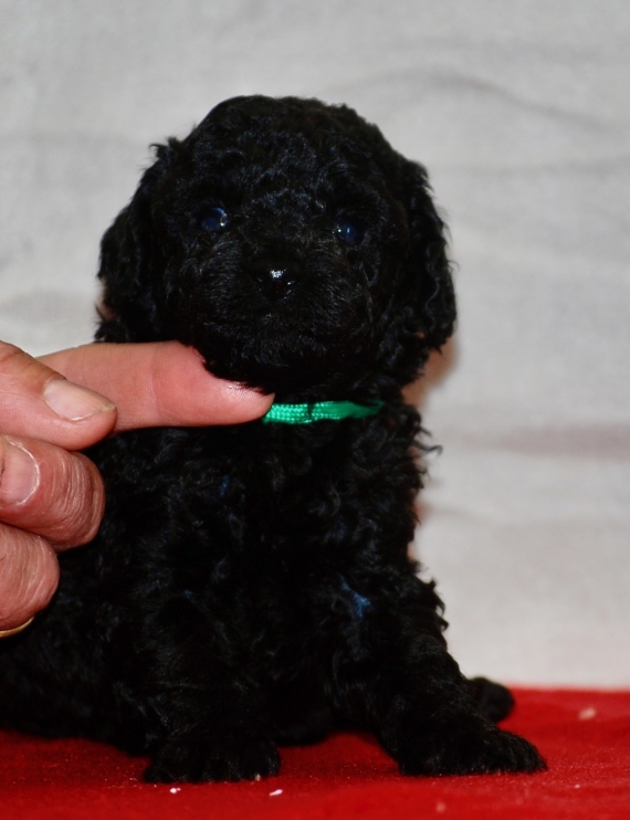 Petit mâle Caniche né le 13/04/2025 est proposé – vendu 1150 €.