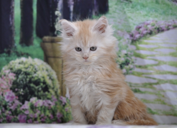 Petite femelle Maine Coon née le 26/02/2025 est proposée – vendue 1600 €.