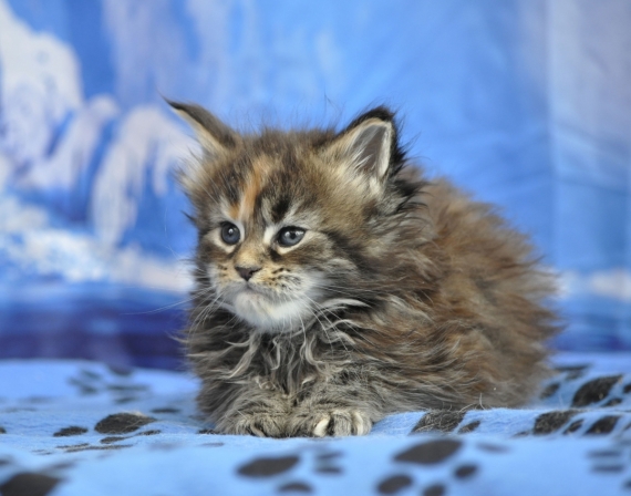 Petite femelle Maine Coon née le 17/03/2025 est proposée – vendue 1600 €.