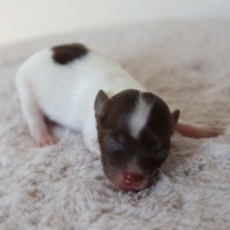 Chiot Chihuahua  vendre au prix de 850  vaccin et identifi.