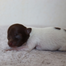 Chiot Chihuahua  vendre au prix de 850  vaccin et identifi.