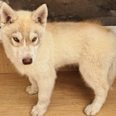Acheter Husky Sibérien bébé pour 550 €