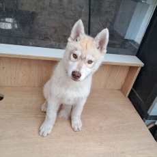 Acheter Husky Sibérien bébé pour 550 €
