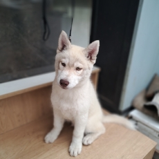 Husky Sibérien chiot vendu 550 €