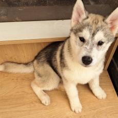 Acheter Husky Sibérien bébé pour 750 €