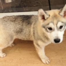 Acheter Husky Sibérien bébé pour 750 €