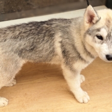 Acheter Husky Sibérien bébé pour 750 €