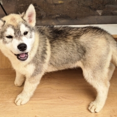 Husky Sibérien chiot vendu 750 €
