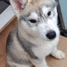 Adoption chiot Husky Sibérien au prix de 750 €