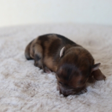 Chiot Chihuahua  vendre au prix de 1200  vaccin et identifi.