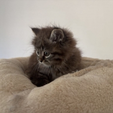 Acheter Chat Sibérien bébé pour 1600 €