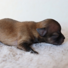 Chiot Chihuahua  vendre au prix de 1000  vaccin et identifi.