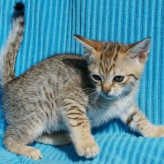 Acheter Chat Savannah bébé pour 2000 €