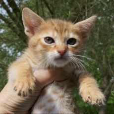 Chat Savannah chaton vendu 2000 €