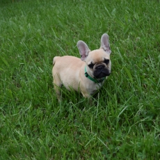 Bouledogue Français chiot vendu 2000 €