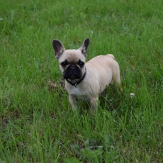 Bouledogue Français chiot vendu 2200 €