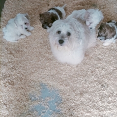 Coton de Tulear chiot vendu 1400 €