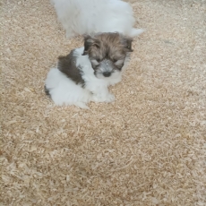 Coton de Tulear chiot vendu 1400 €