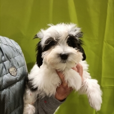 Cette petite femelle Bichon Havanais propose  l'achat est ne le 22/01/2025.