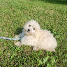Cette petite femelle Bichon Havanais propose  l'achat est ne le 23/01/2025.
