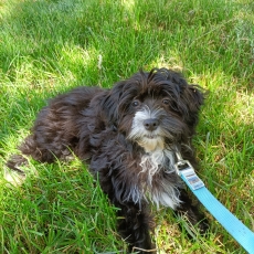 Cette petite femelle Bichon Havanais propose  l'achat est ne le 22/01/2025.