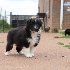 Chiot d'apparence de race Colley Shetland  adopter.